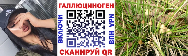 Купить Городовиковск Галлюциногенные грибы MAGIC MUSHROOMS